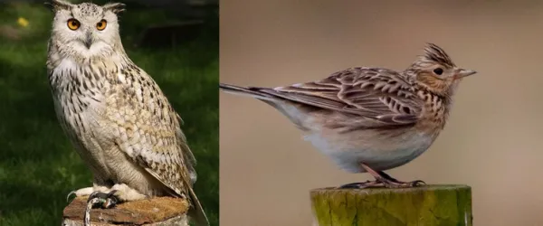 Miért olyan nehéz korán kelni?