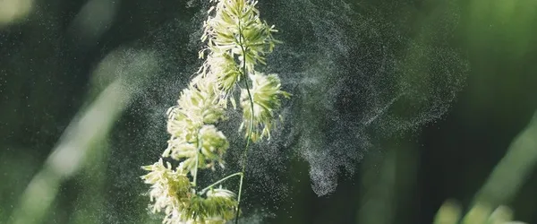 Allergia, mint pszichoszomatikus betegség?